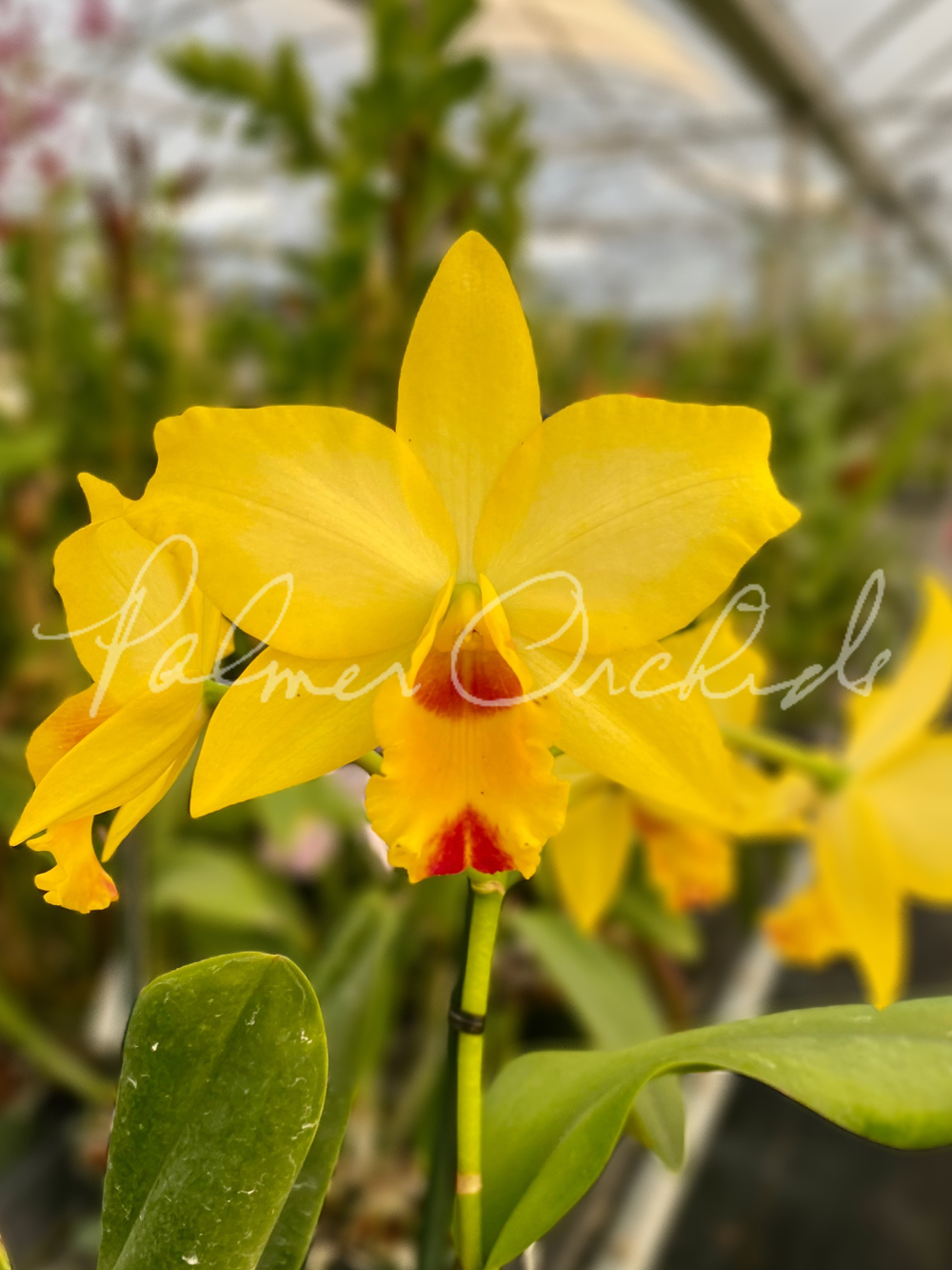 Ctt. Tropical Aurora-Rth. What About Love — Palmer Orchids